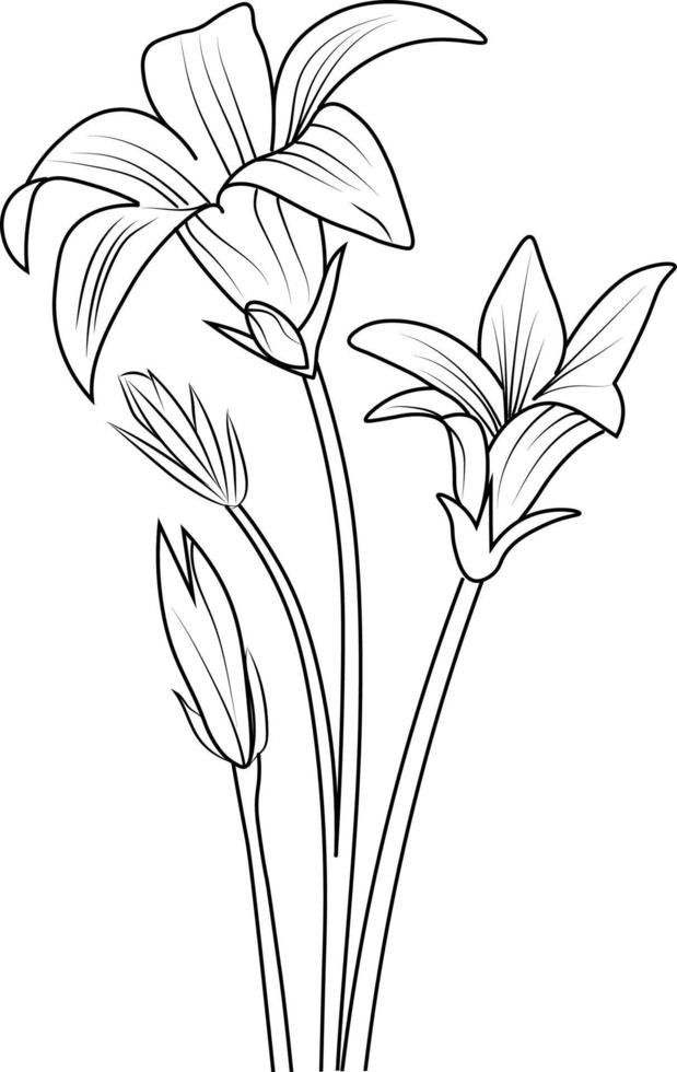 Belllfloer line art, floral vector illustration, vintage engraved style flowers with bellon isolated on white background, hand-drawn botanical flower.