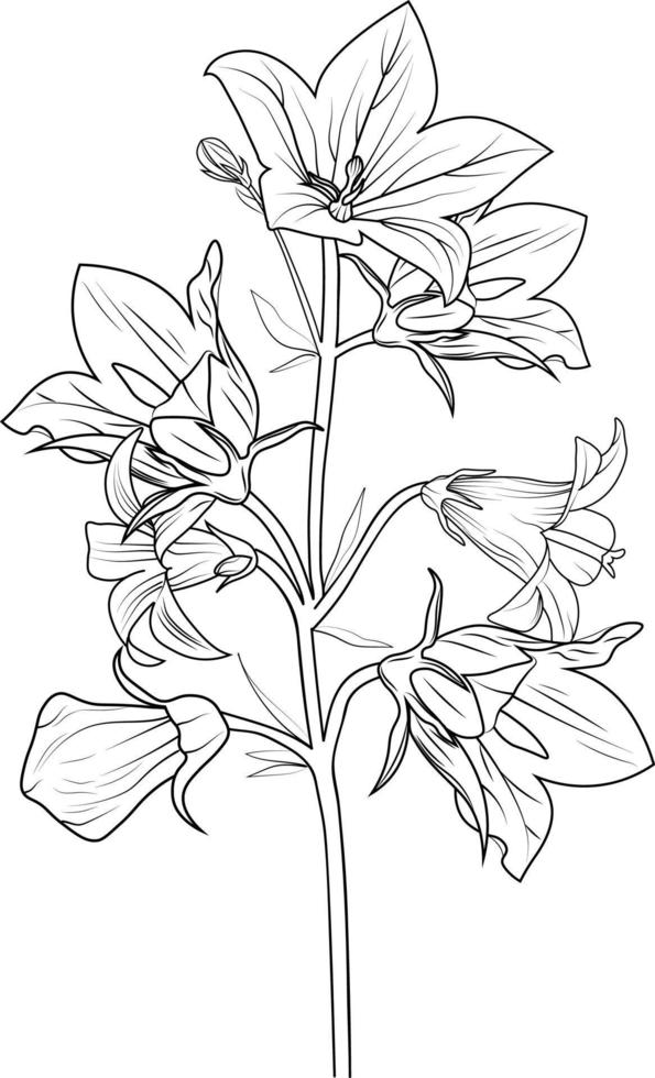 Bluebell line drawing, Cute flower coloring pages, Black outline ...