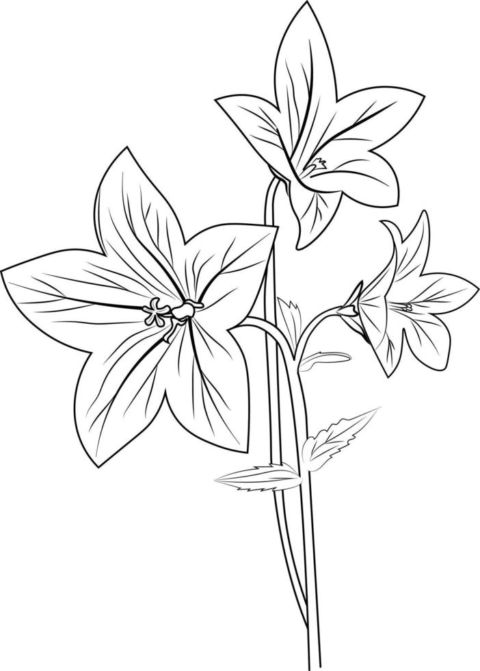 Isolated flower hand drawn vector sketch illustration, botanic collection branch of leaf buds natural collection coloring page floral bouquets engraved ink art.