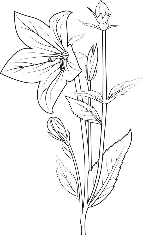 Easy flower coloring pages, Sketch of bellflower illustration hand-drawn botanical leaf buds isolated on white, spring flower and ink art style, botanical garden element. vector