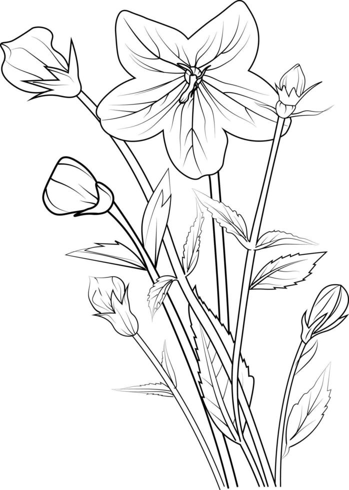 Tropical bellflower, vector sketch illustration. Sketch virginia bluebells drawing,