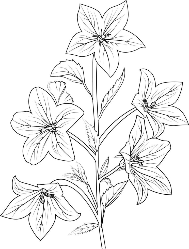 Colored Campanula Bouquet Colored Campanula Bouquet