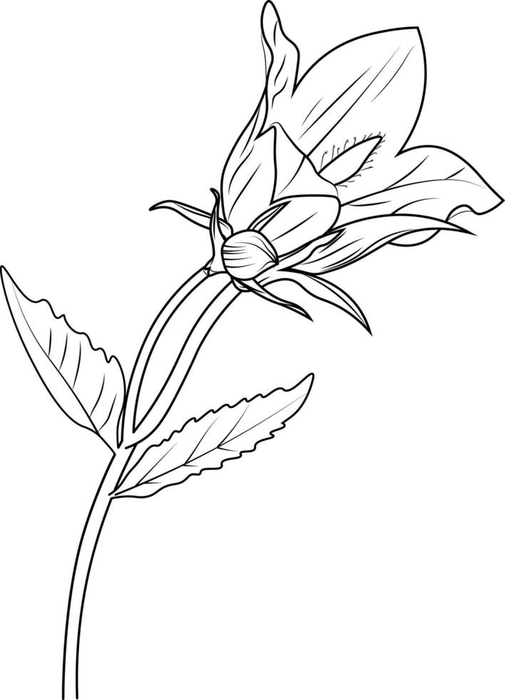 Easy yellow bellfloer drawing,, Vector illustration of a beautiful daffodil flowers bouquet. Vector sketch illustration, isolated on white.