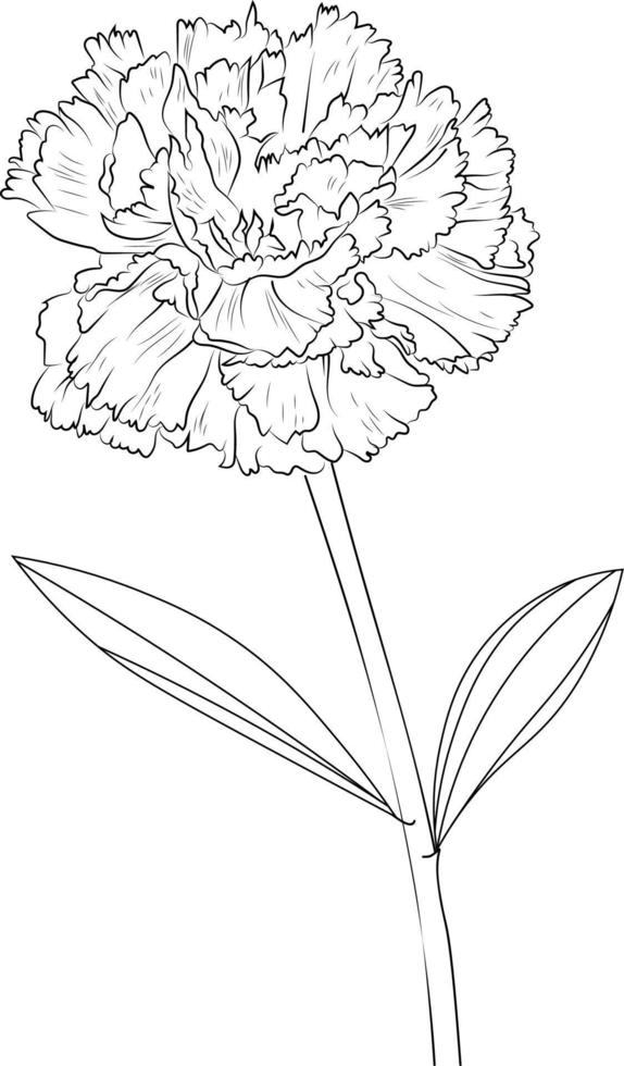 Coloring pages for children, Easy flowers art hand drawing Illustration sketch contour bouquet of  carnation artistic flowers hand drawing pencil art,  isolated flower on white background. vector