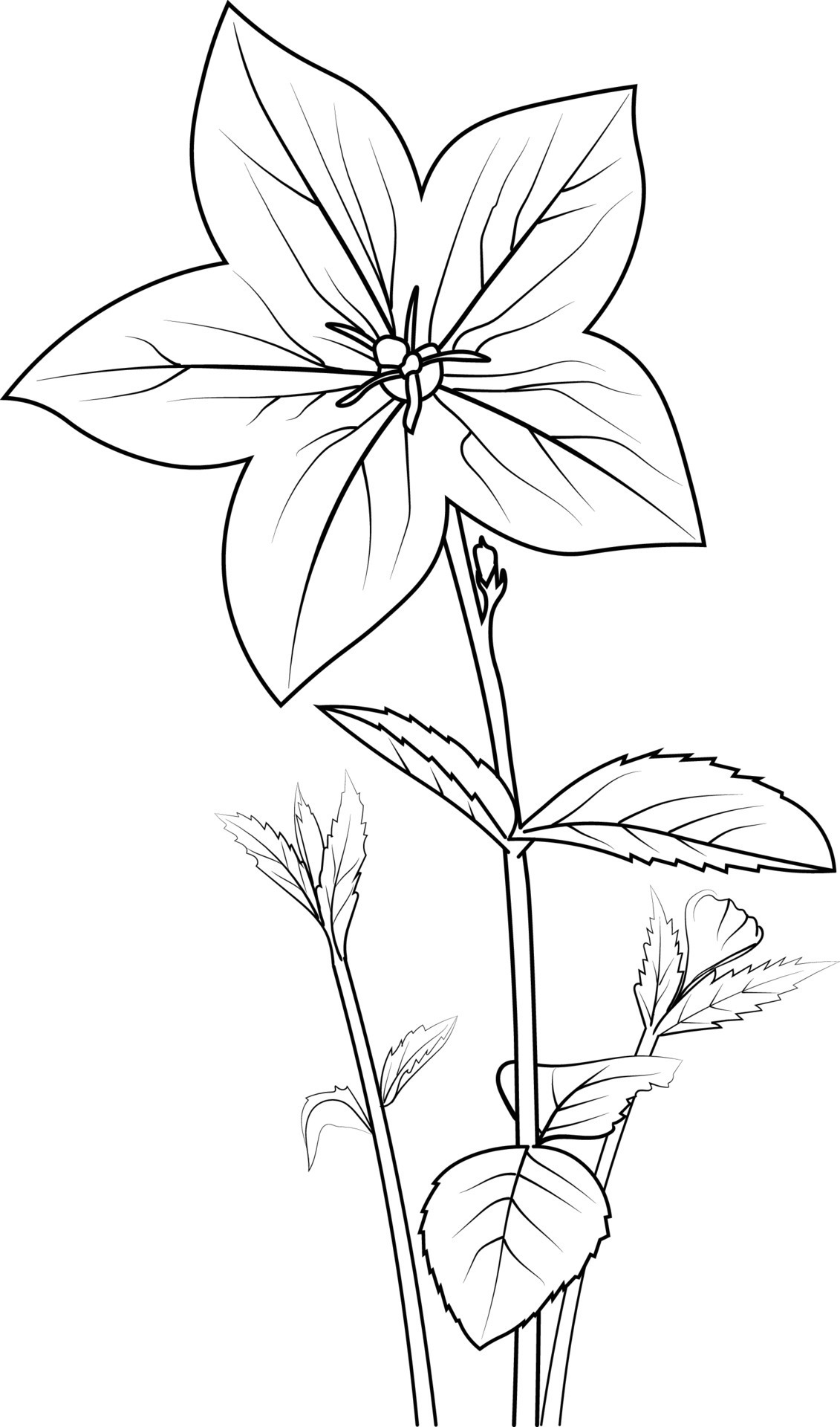 Bellflowers illustration coloring page, simplicity, Embellishment