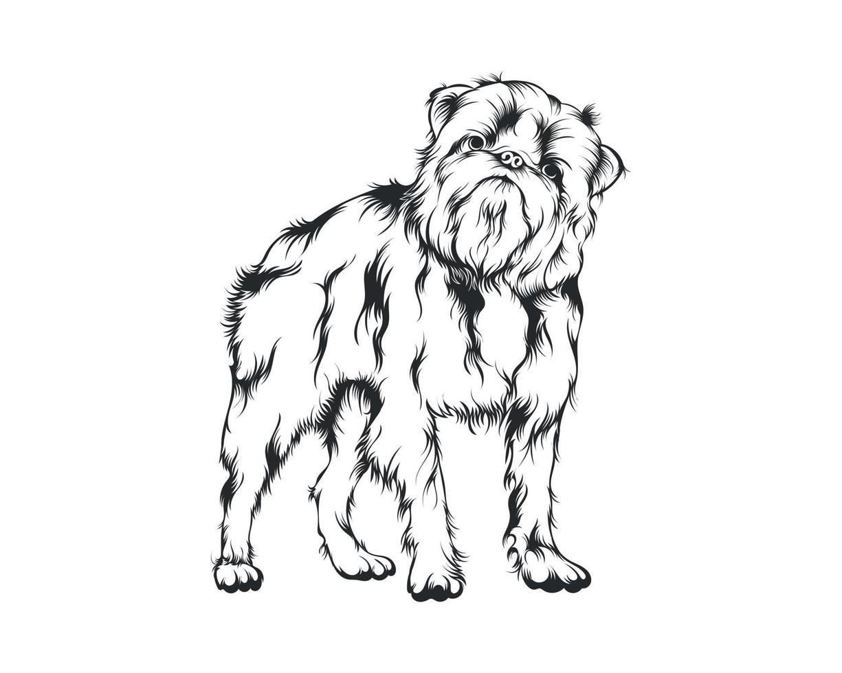 Brussels Griffon Dog Vector Illustration, Brussels Griffon breed Vector on White Background for t-shirt , logo and others