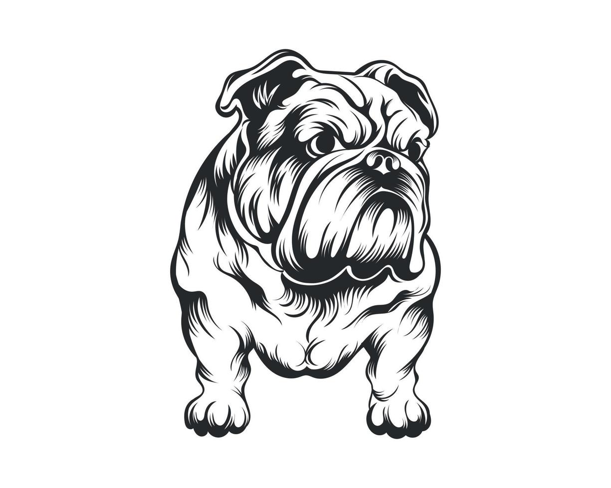 Black and White Bulldog vector illustration, Angry face bull dog vector