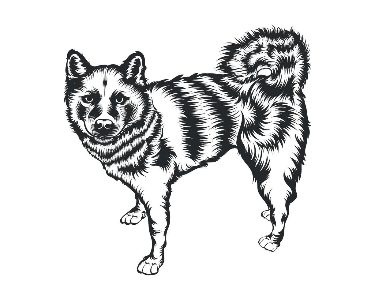 Shiba Inu Dog Vector Illustration, Shiba Inu breed Vector on White Background for t-shirt , logo and others