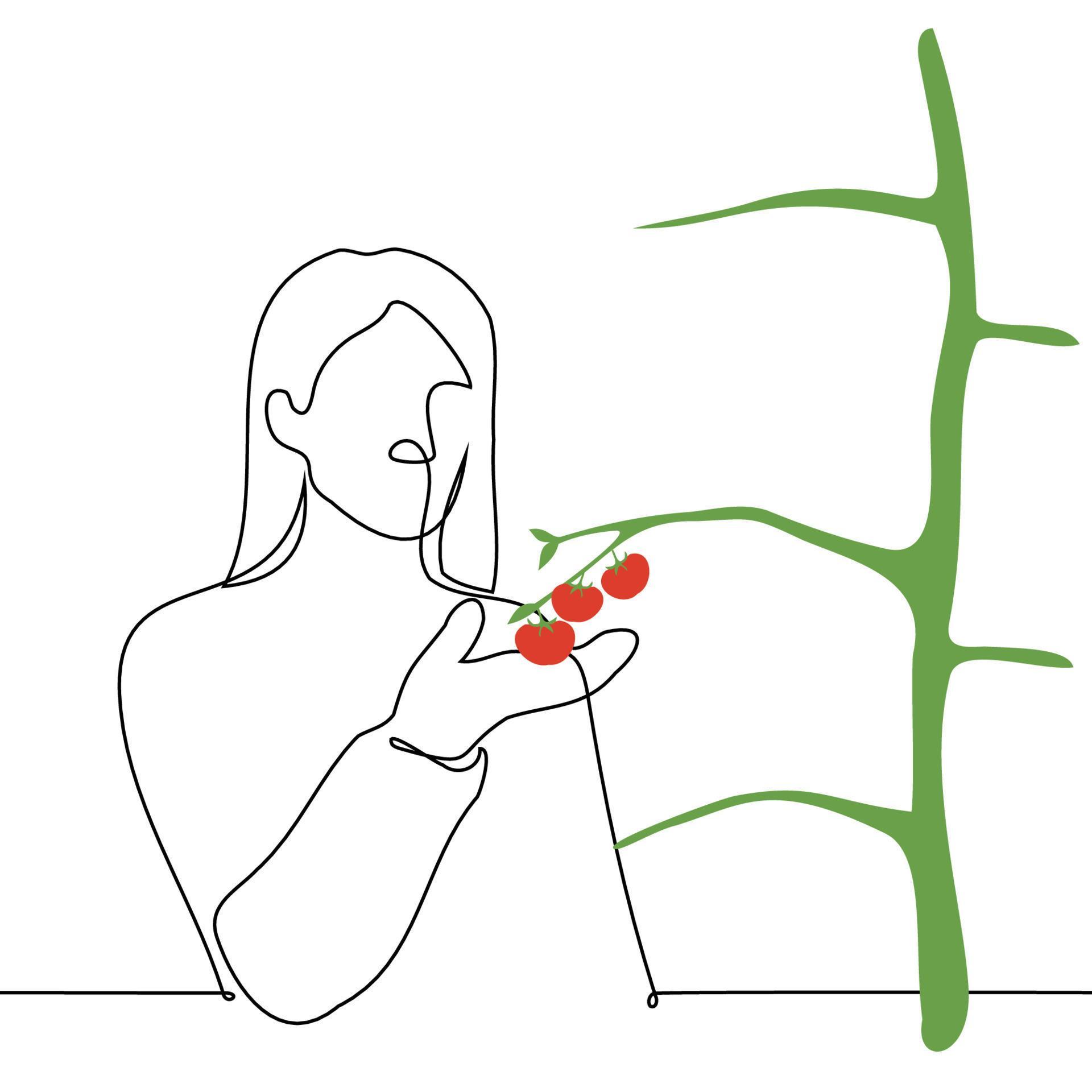 female breeder or gardener in gloves inspecting greenhouse tomato crop