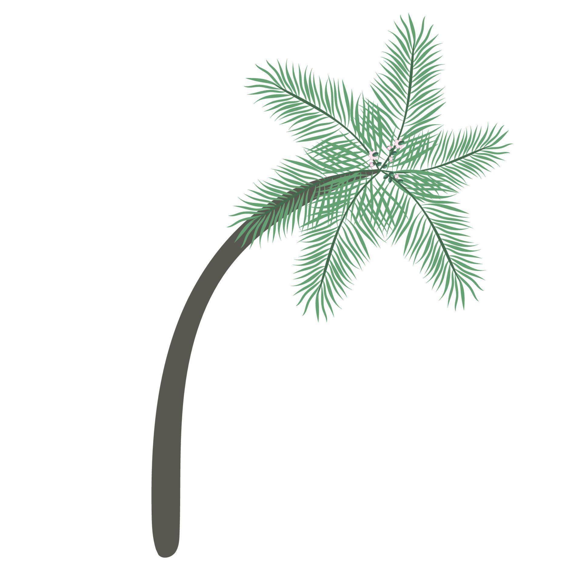 Date palm tree isolated on white background. Beautiful simple vector
