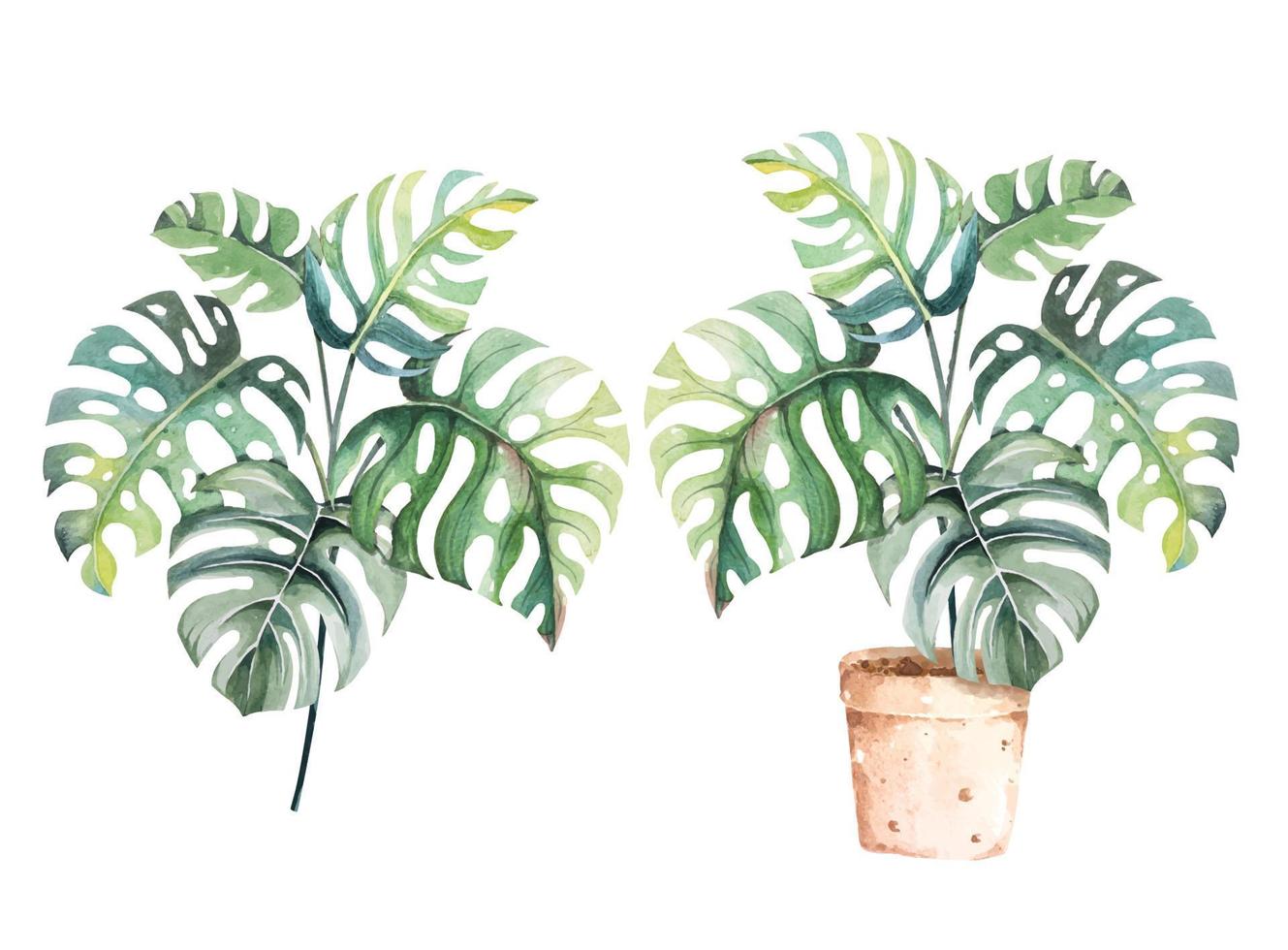 Monstera leaf watercolor.Botanical for summer.Tropical leave.Decorative plants in pots.Houseplant. vector