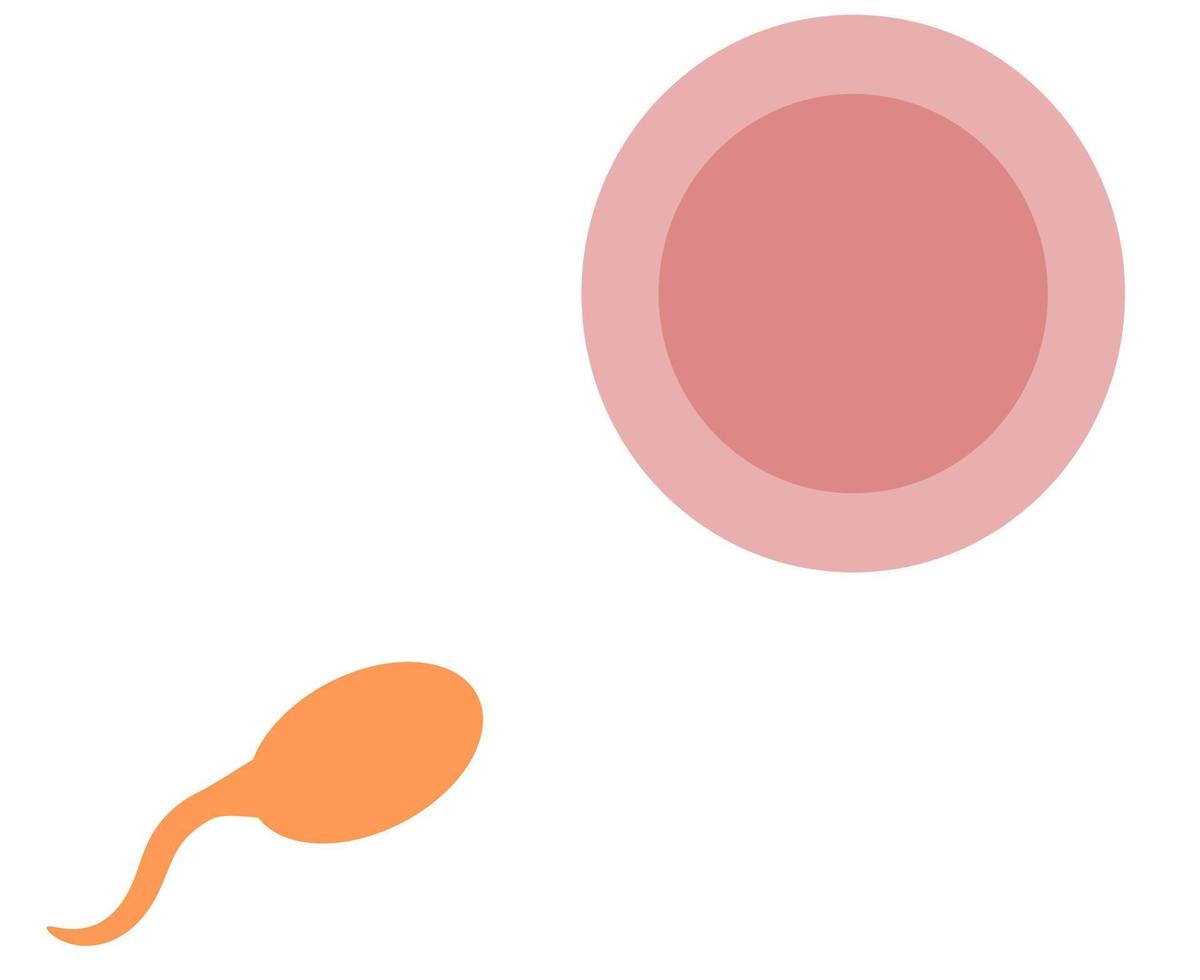 sperm and ovum. sperm. reproduction. pregnancy process vector