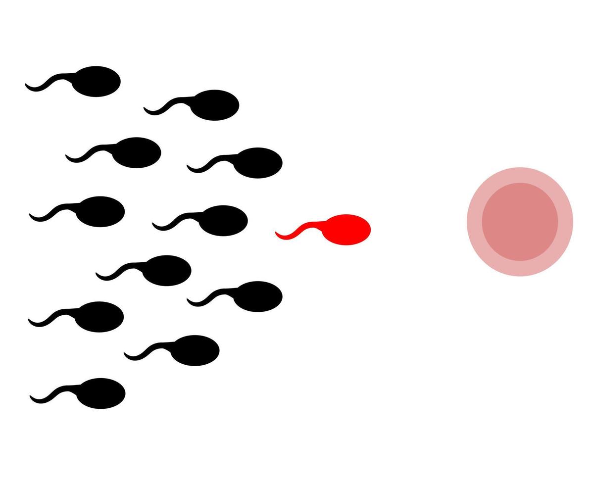 sperm and ovum. sperm. reproduction. pregnancy process vector