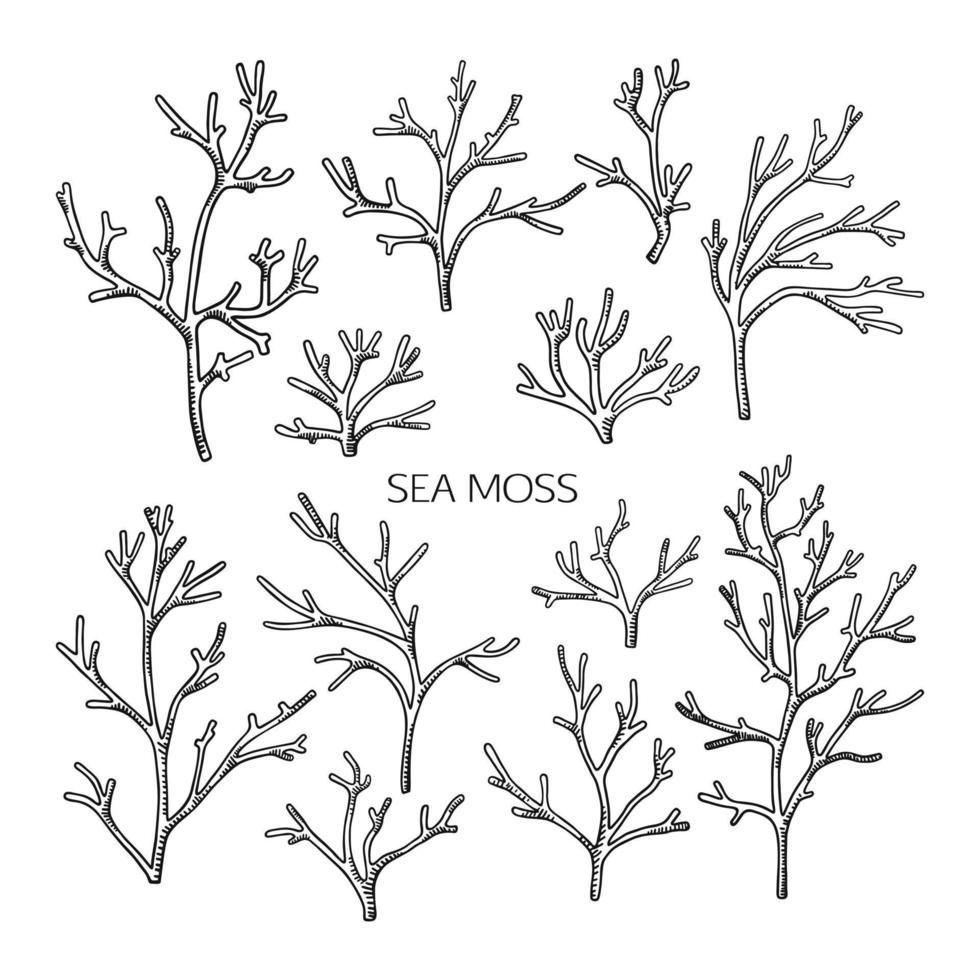 Collection of hand drawn irish moss. Edible seaweed vector