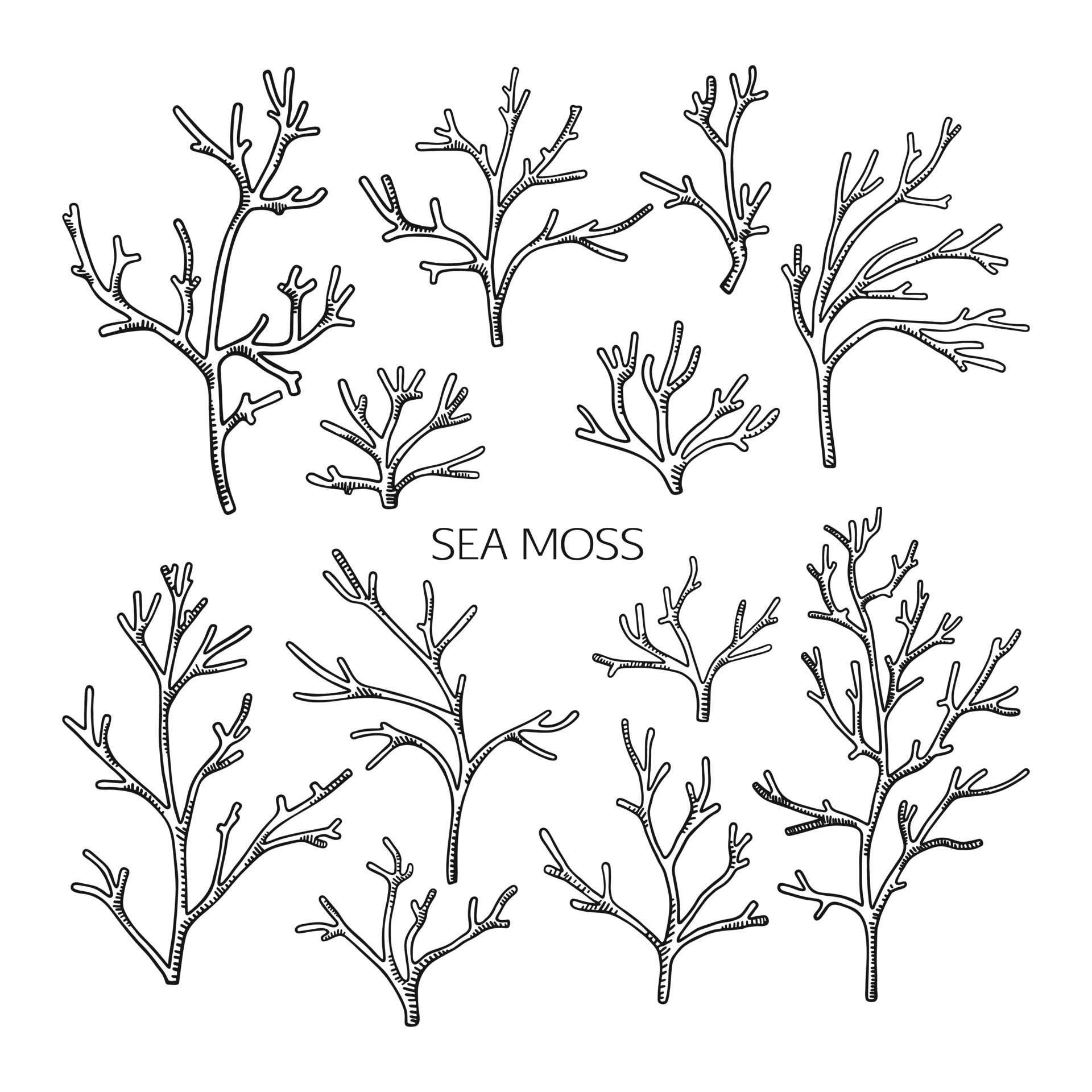 moss coloring page