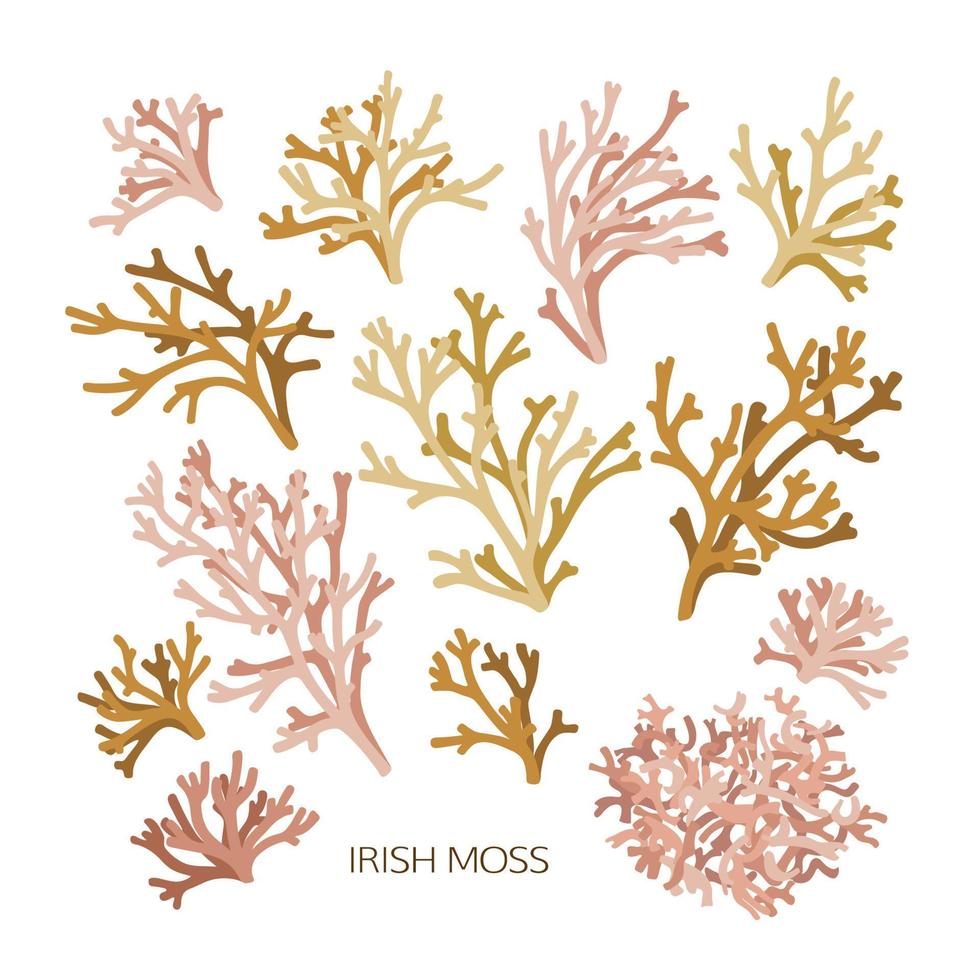 Set of hand drawn color irish moss isolated on white background. Seaweeds illustration vector