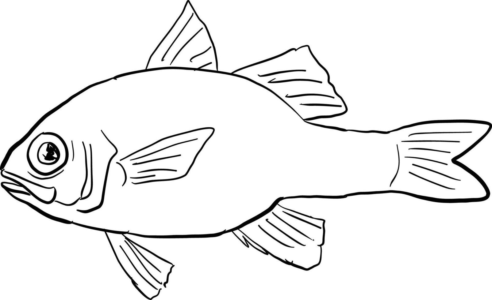 Hawaiian ruby cardinalfish-HAWAII-FISH-DWG-BW-CUT vector