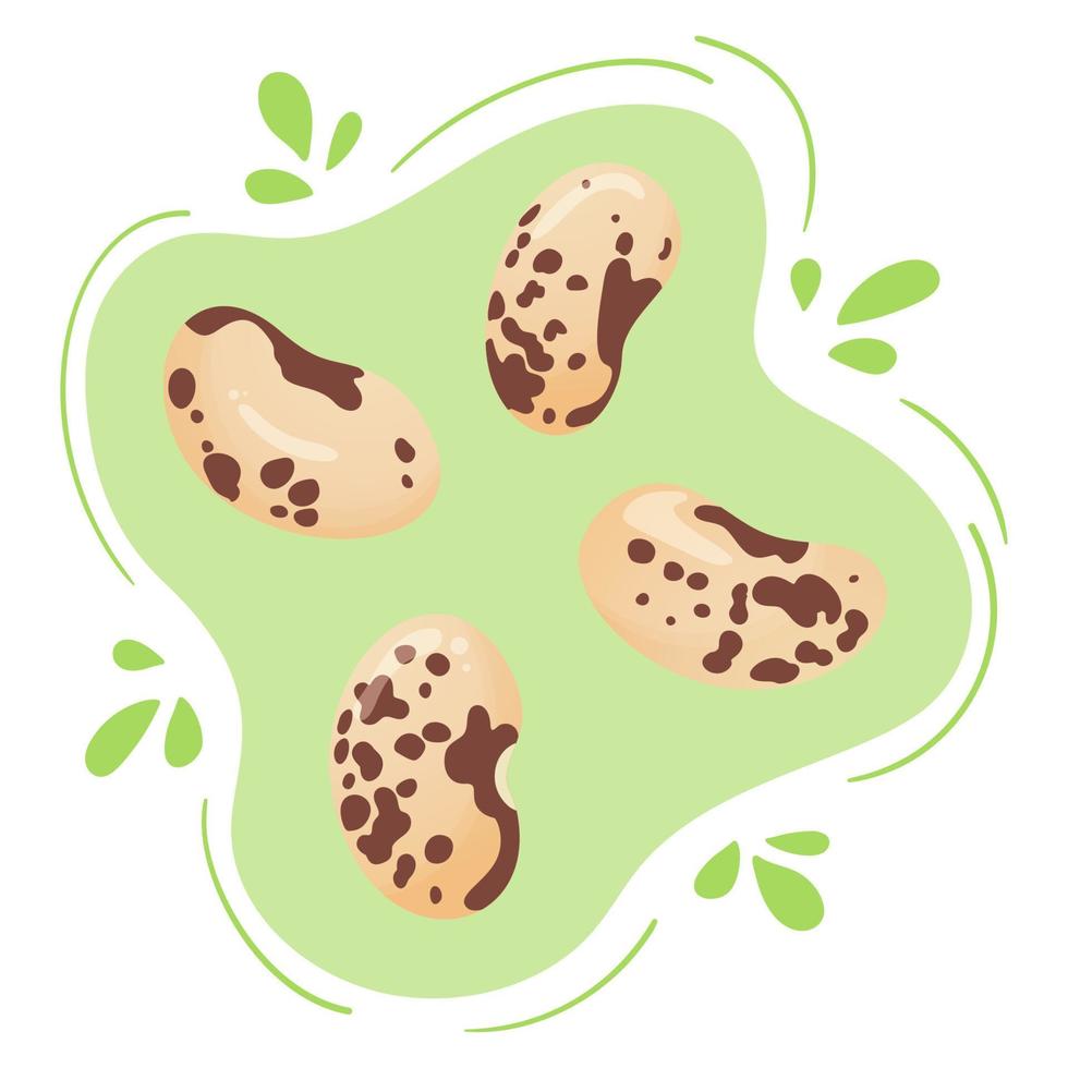 Fresh pinto beans. Cute flat design. Vegetarian protein source. Organic legume for healthy food. Nutrition design. World Pulses Day. Cultivating pulses. Common speckled bean. vector