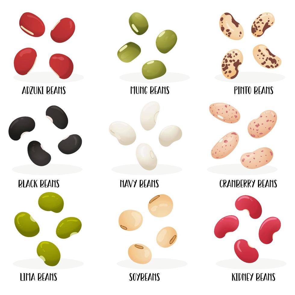 Big set of beans. Flat hand drawn style. Image with name of varieties. Adzuki, Mung, Pinto, Black, Navy, Cranberry, Lima, Soybeans, Kidney. Isolated on a white background. vector