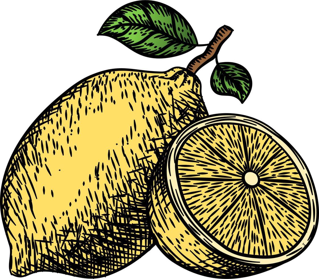 Hand drawn vintage lemon plant. Elements for the graphic design of the menu bars, restaurants, invitations, announcements. Whole and cut fruit lemon, lemon tree branch and flower vector