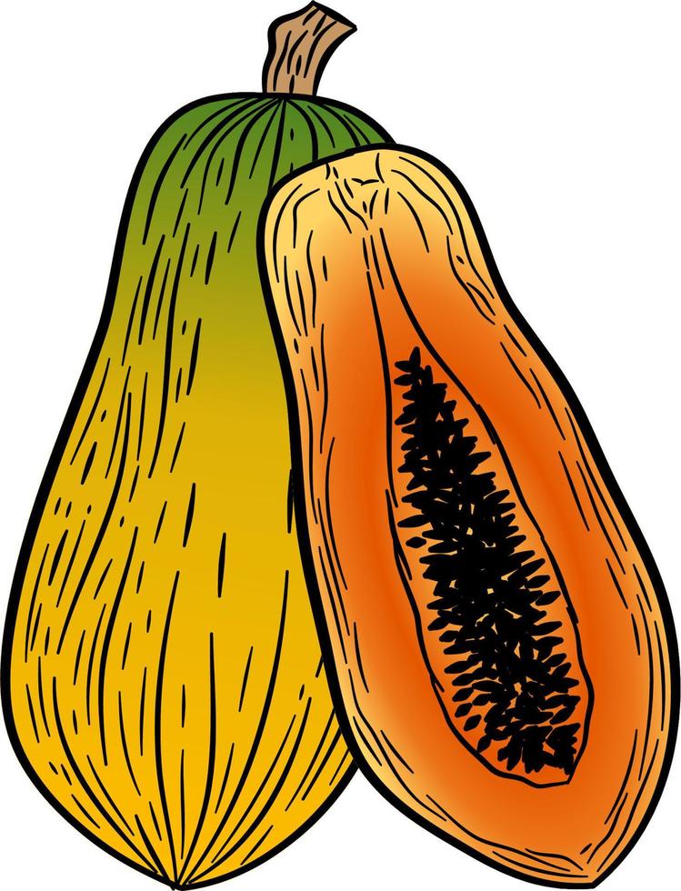 mano dibujado acuarela pintura en blanco antecedentes. vector ilustración de Fruta papaya