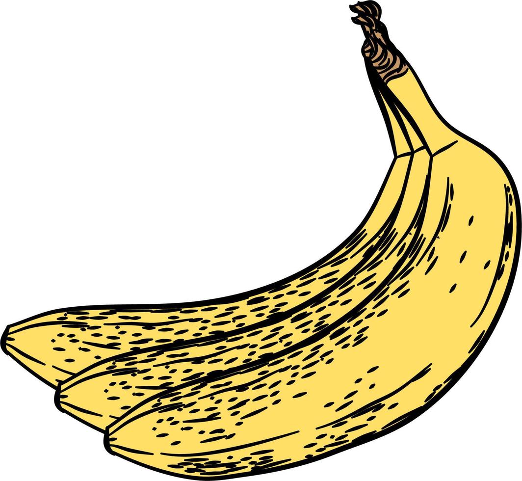 mano dibujado conjunto de banana. retro bocetos aislado. Clásico recopilación. lineal gráfico diseño. rebanadas de sandía. negro y blanco imagen de fruta. vector ilustración.