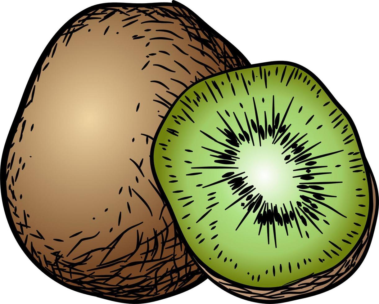 vintage hand drawn kiwi fruit, suitable for logo, label and etc vector