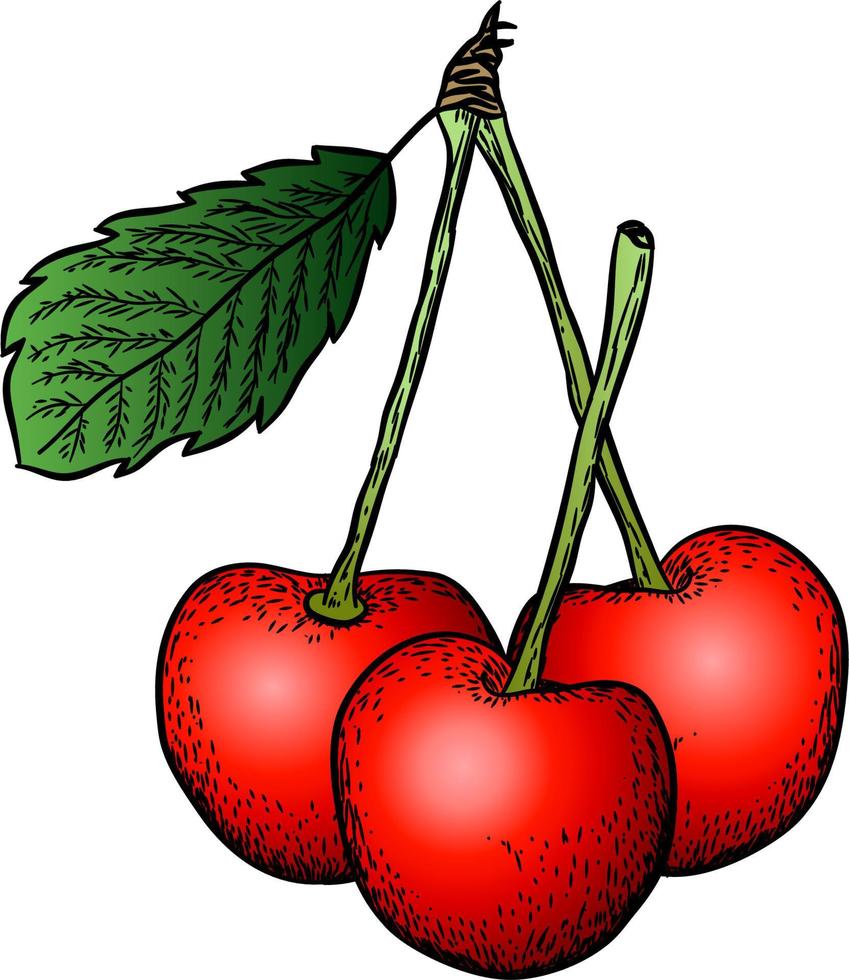 Cherry vector drawing set. Isolated hand drawn berry on white background. Summer fruit engraved style illustration. Detailed vegetarian food. Great for label, poster, print