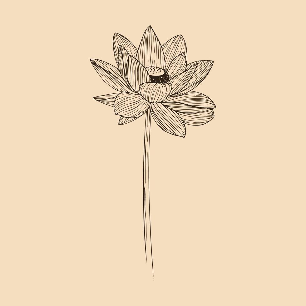 loto flor vector ilustración con línea Arte