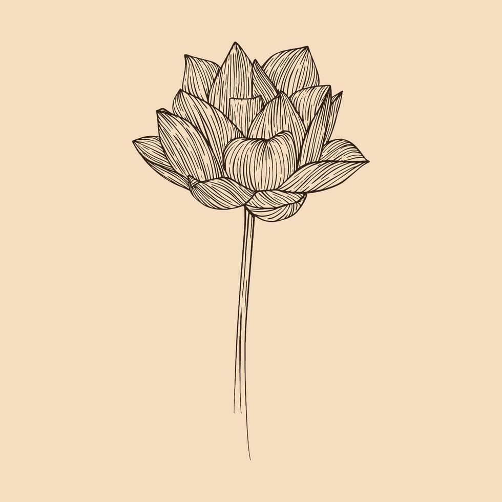 Lotus flower vector illustration with line art