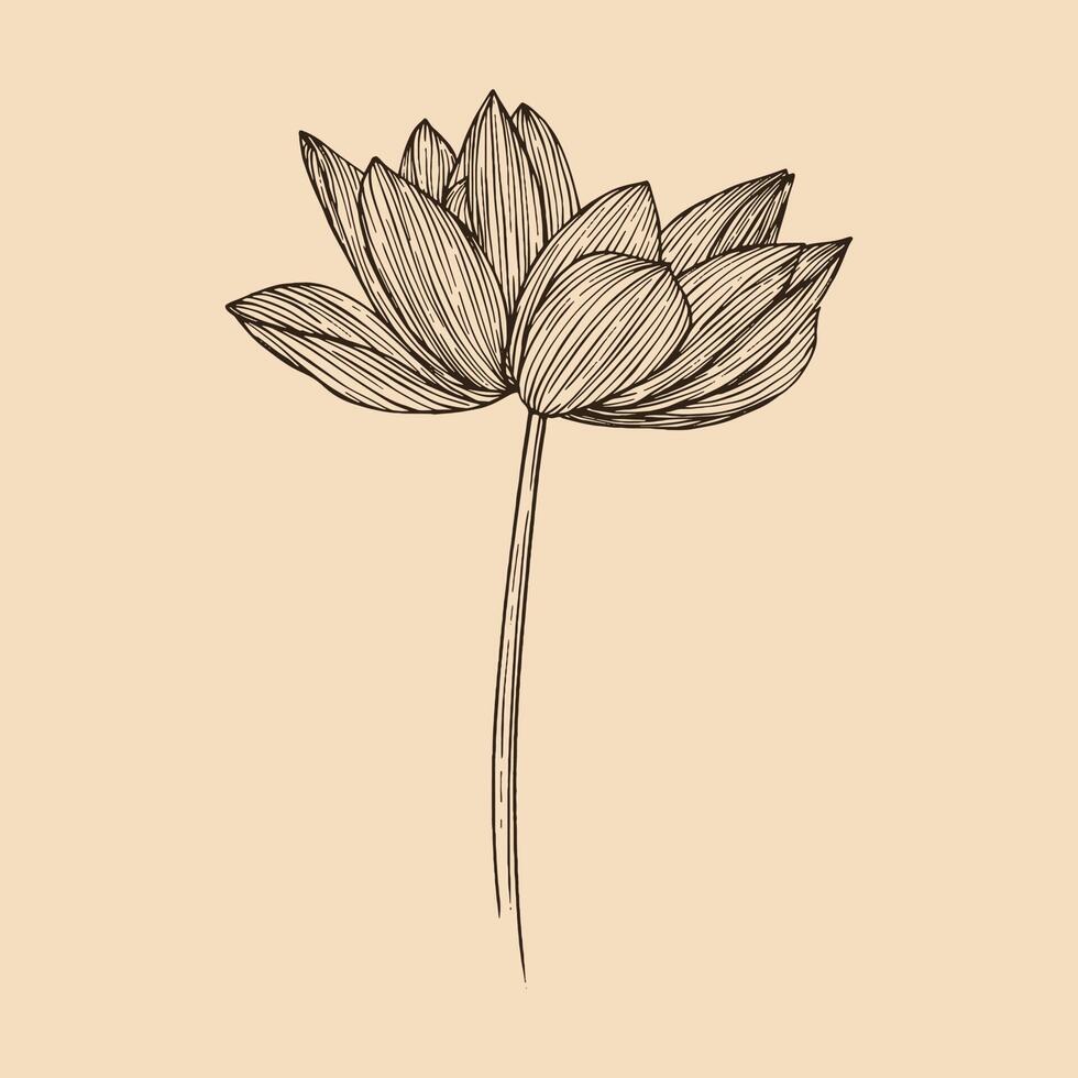 Lotus flower vector illustration with line art