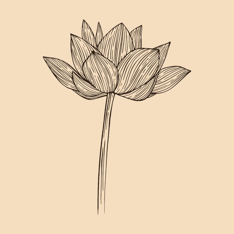 Lotus flower vector illustration with line art