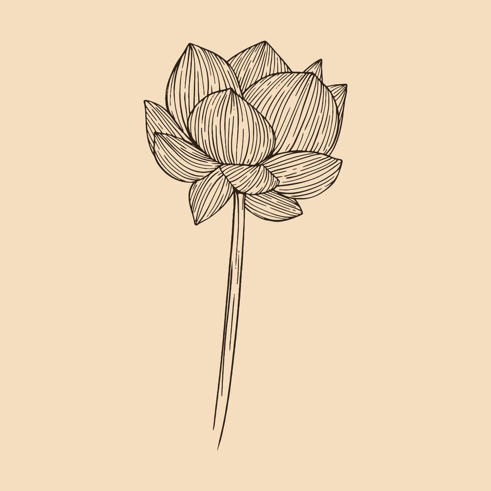 Lotus flower vector illustration with line art