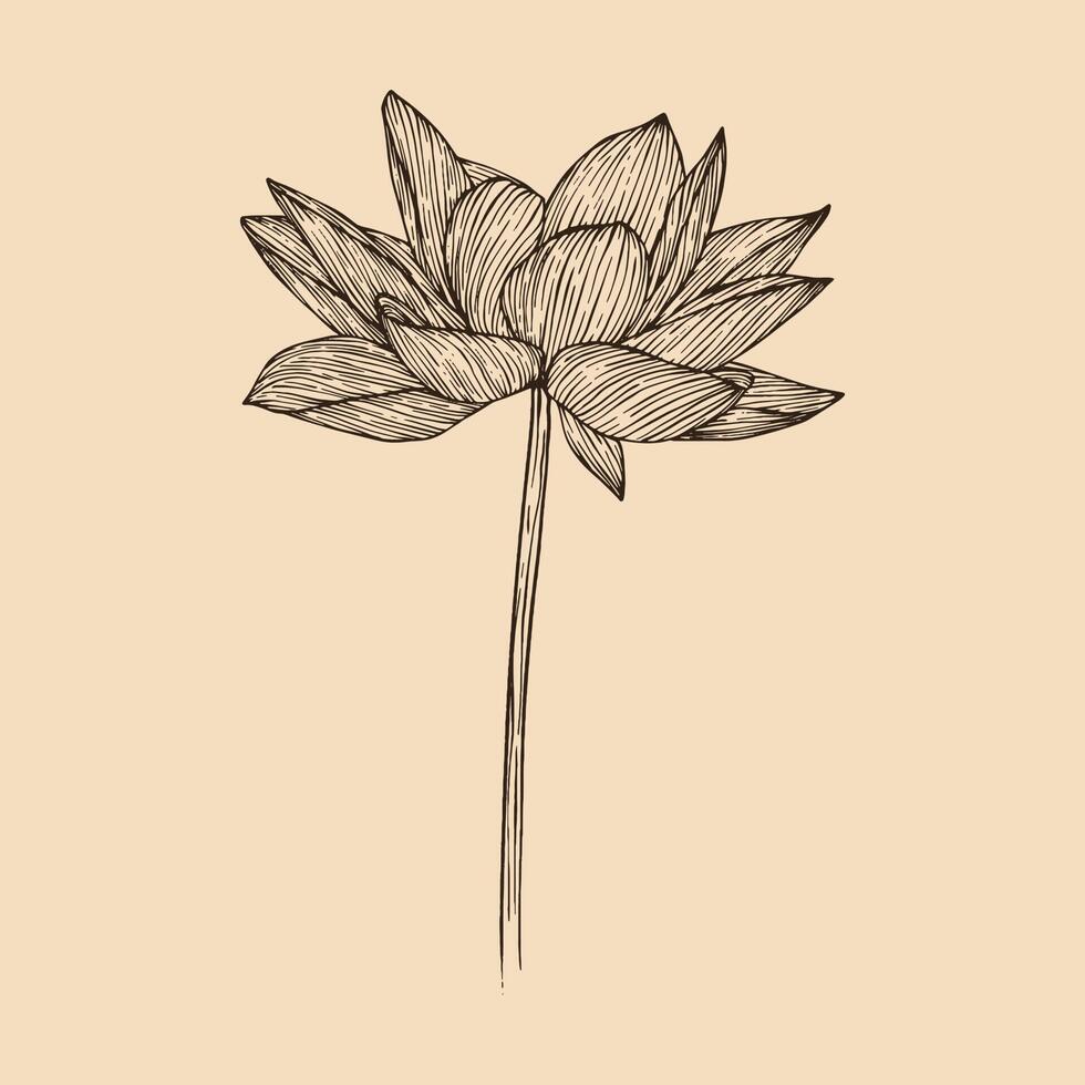 Lotus flower vector illustration with line art