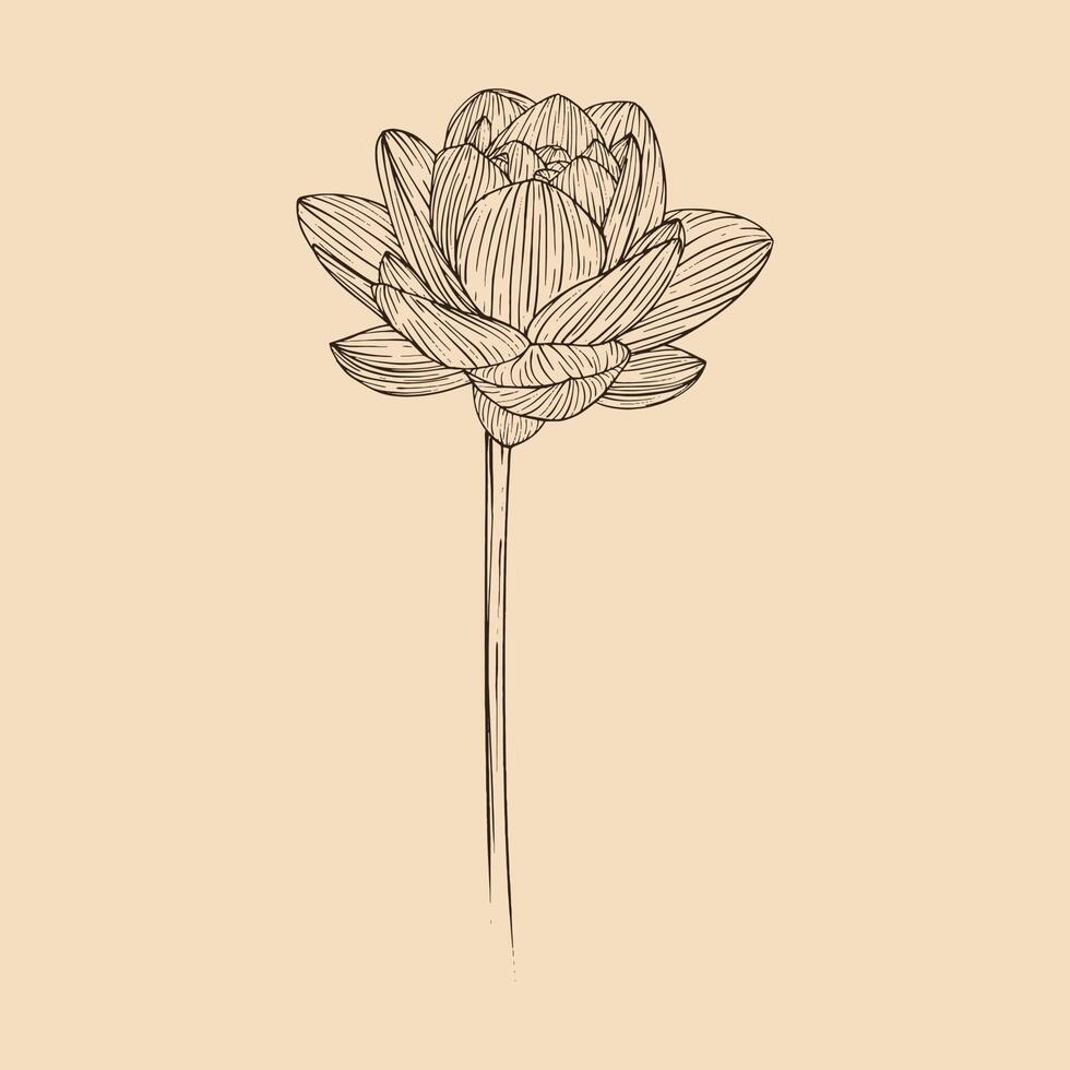 loto flor vector ilustración con línea Arte