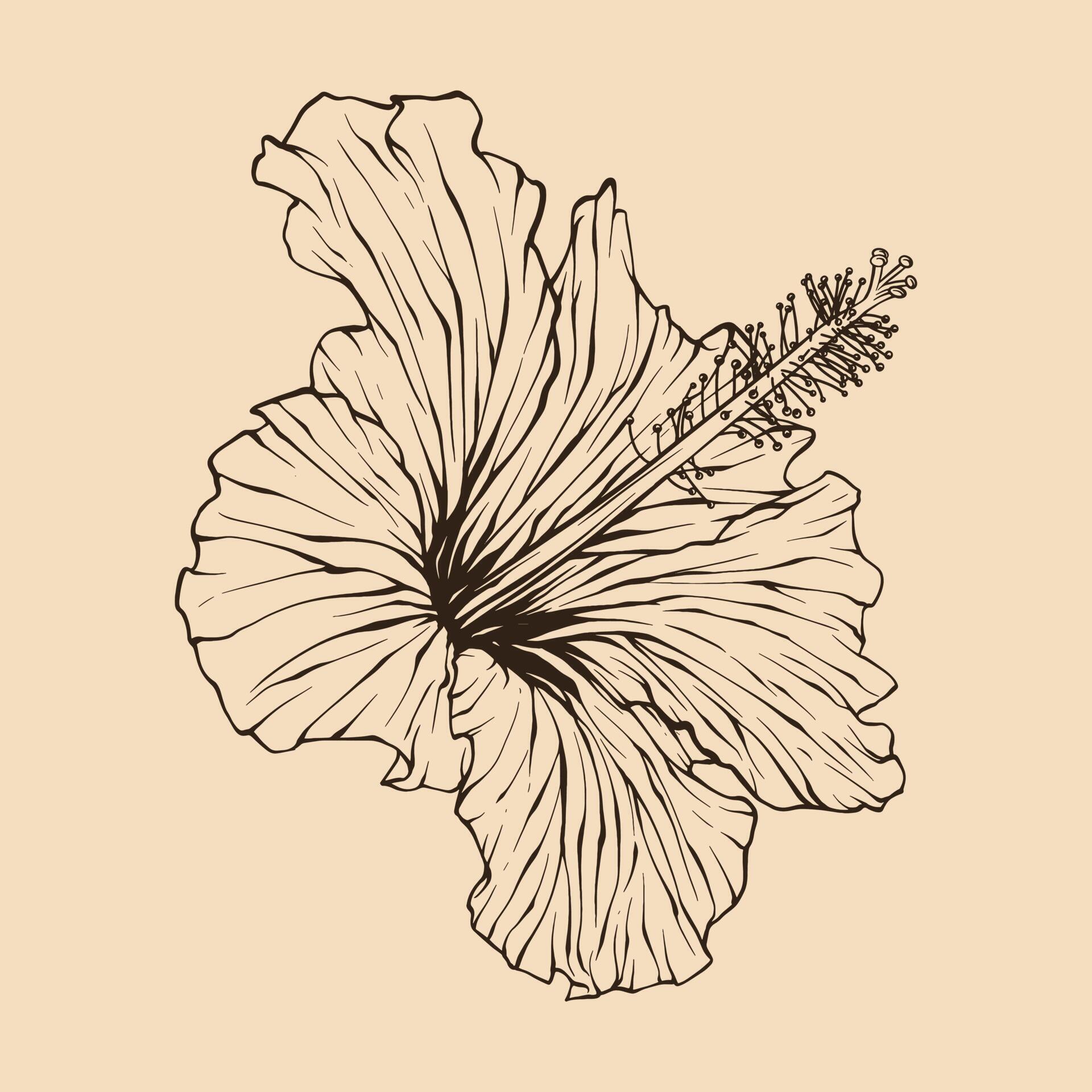 Hibiscus flower vector illustration with line art 20548304 Vector Art