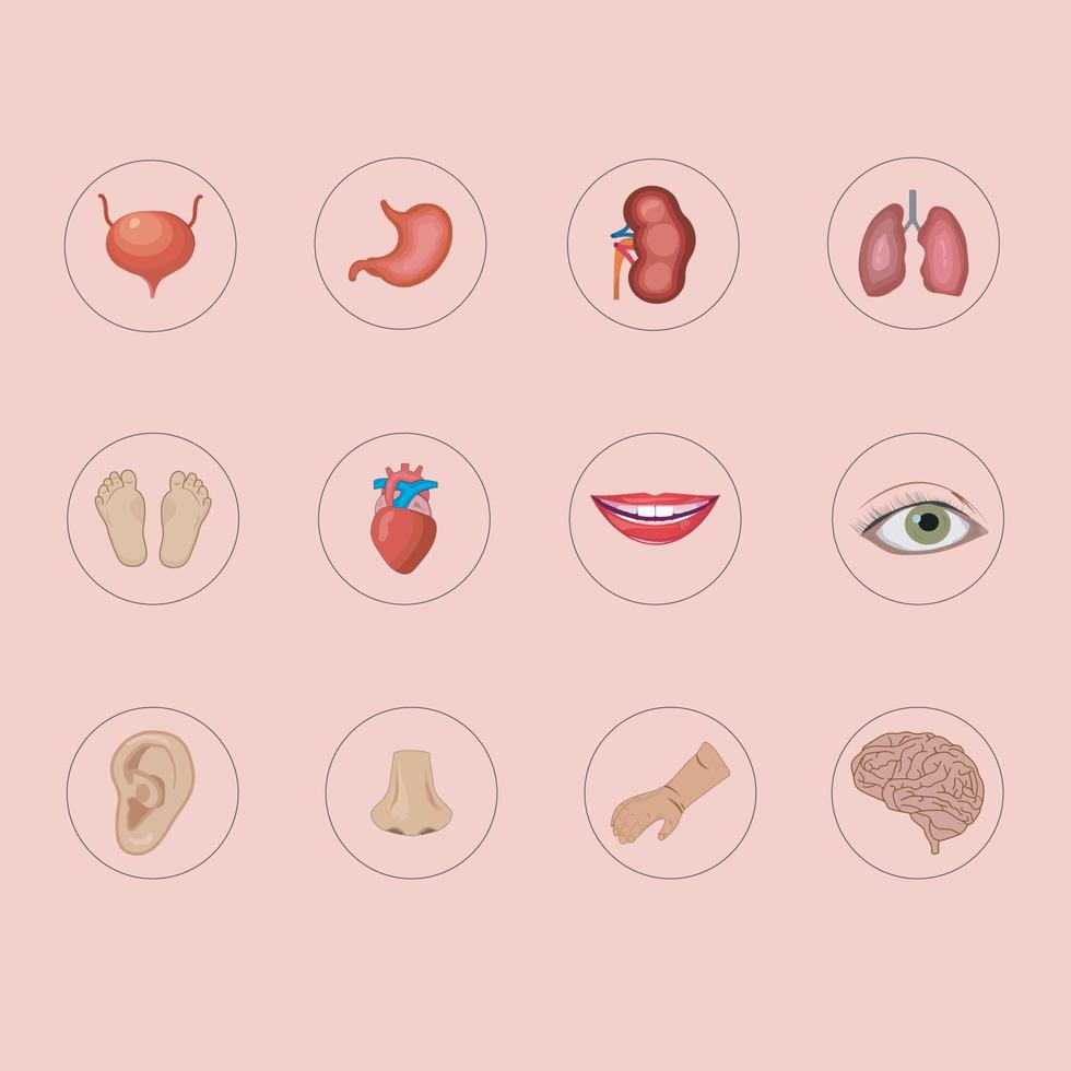 vector ilustración de humano interno órganos en cuerpo. estómago, hígado, intestino, vejiga etc.