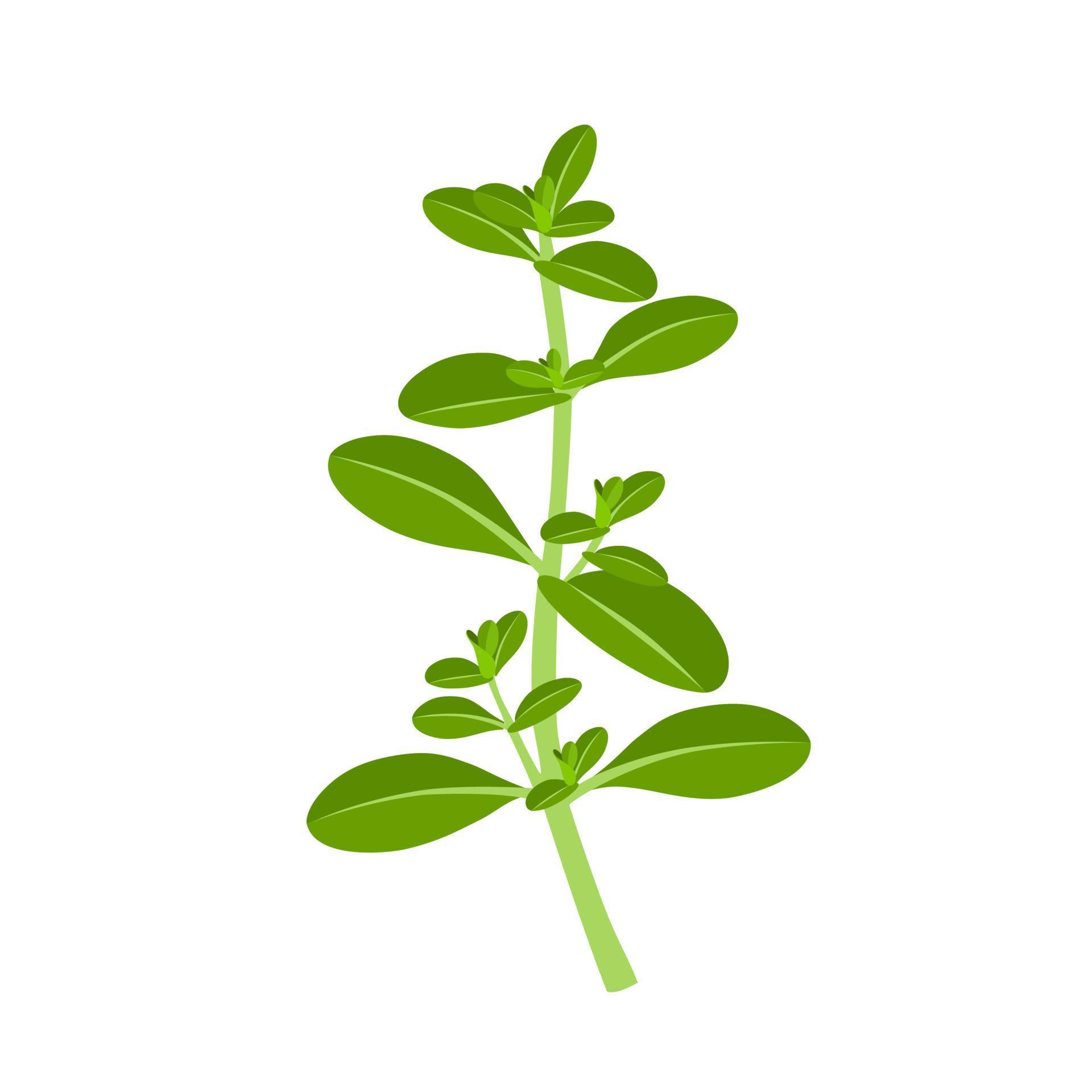 Vector illustration, Thymus vulgaris, also called thyme, isolated on white background. 20550164