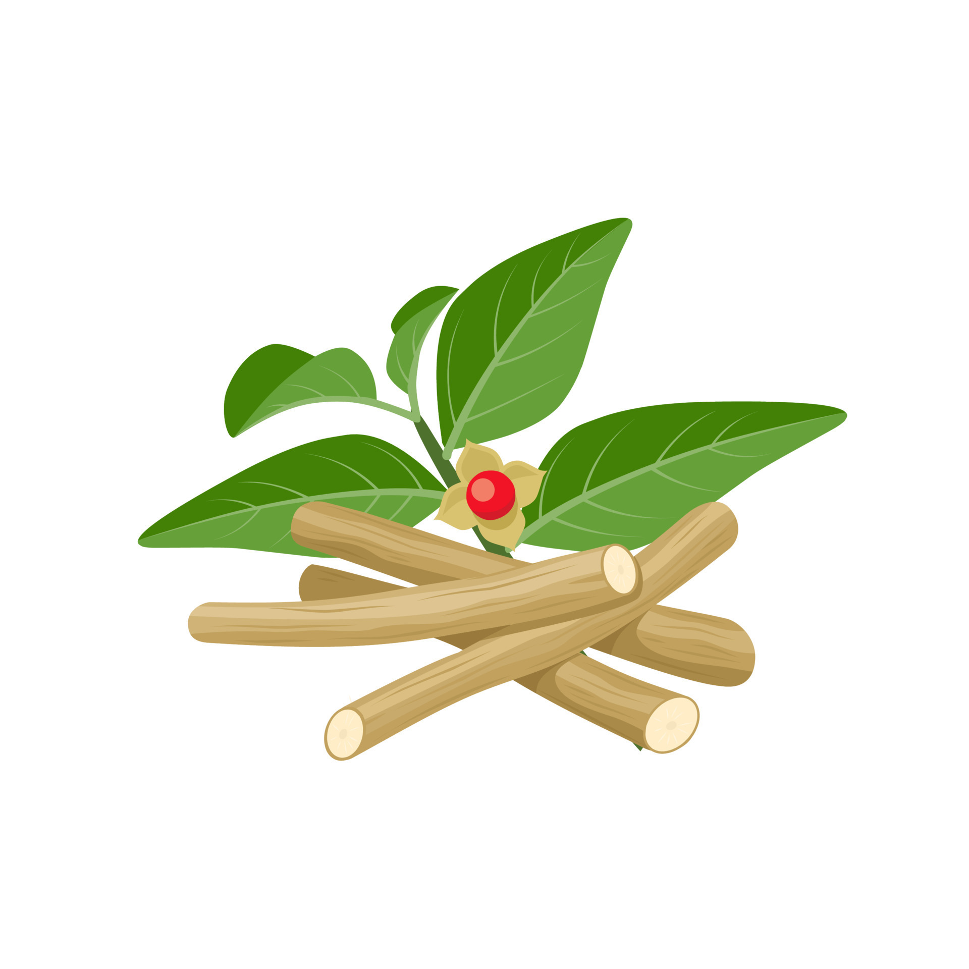 Vector illustration of Ashwagandha or Withania somnifera also known as Vector illustration of Ashwagandha or Withania somnifera also known as