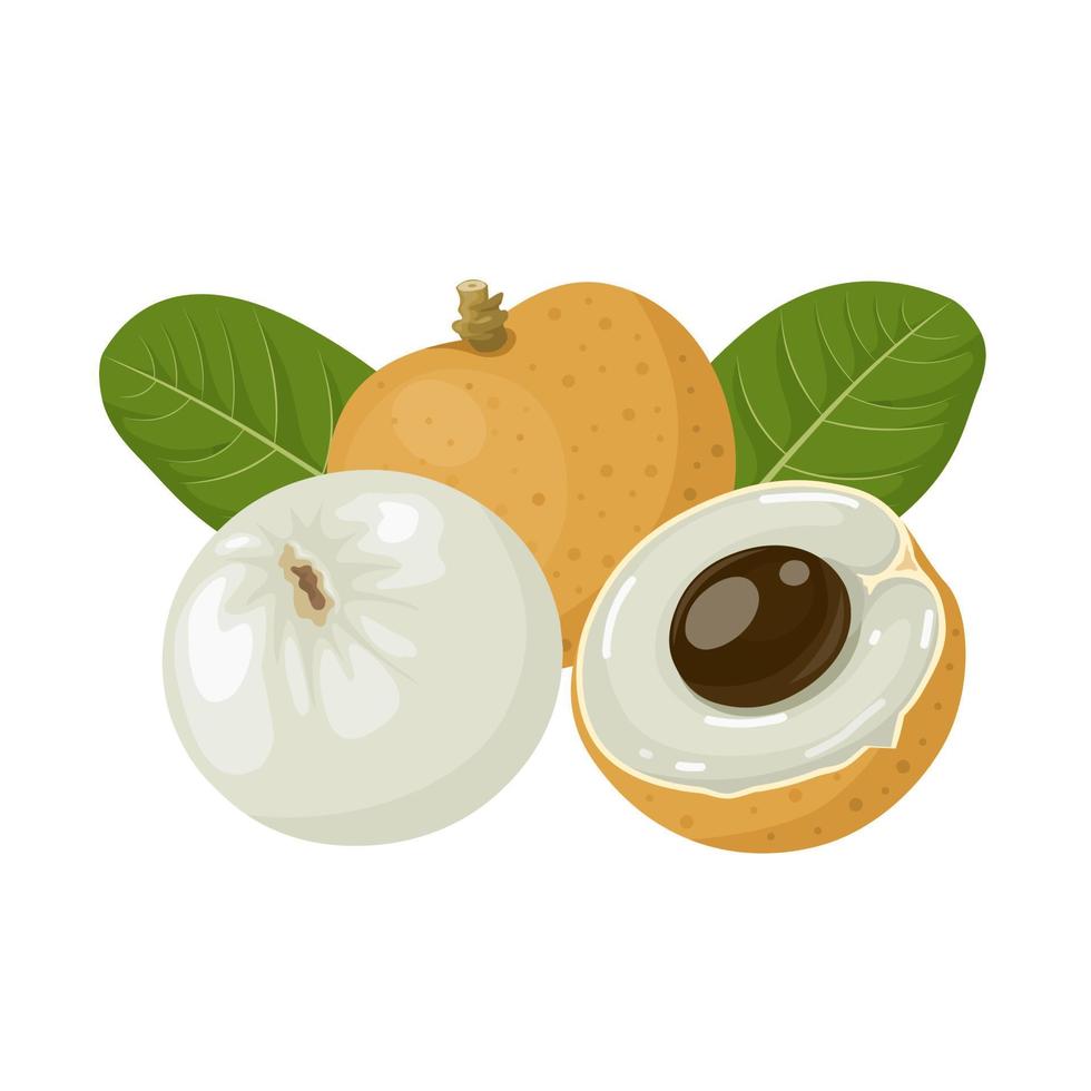 Vector illustration, longan fruit whole and in half, with green leaves, isolated on a white background.