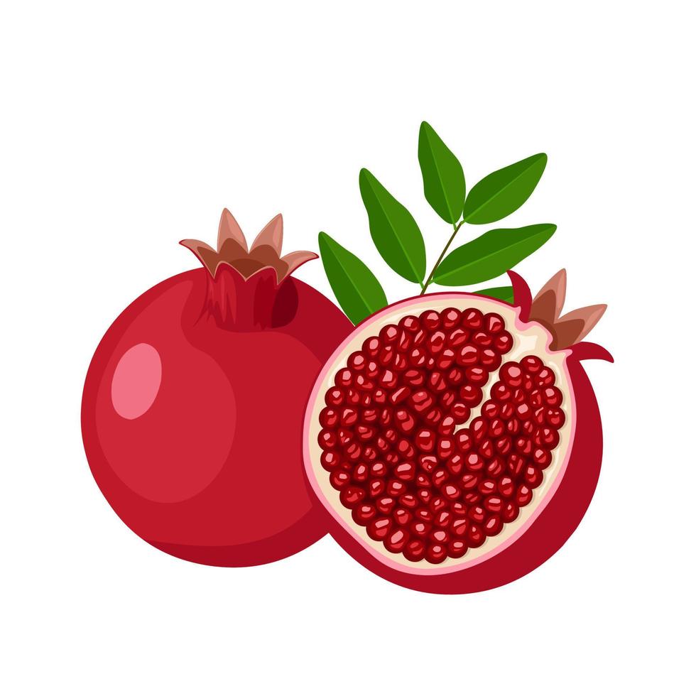 Vector illustration, Ripe pomegranate fruit, scientific name Punica granatum, isolated on white background.