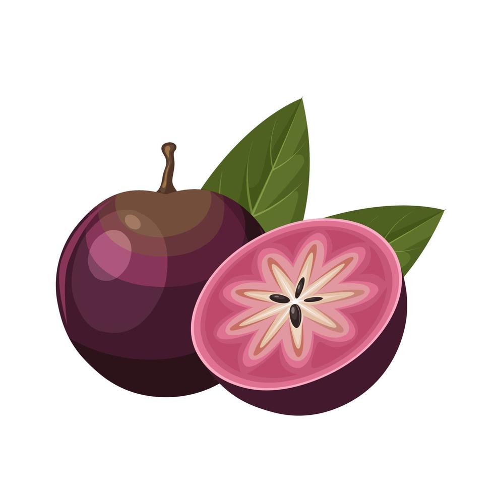 vector ilustración, estrella manzana Fruta o chrysophyllum cainito, aislado en blanco antecedentes.