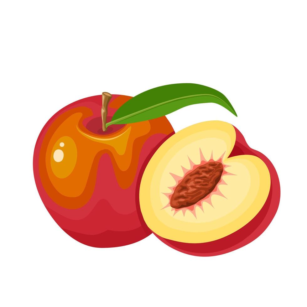 Vector illustration, nectarine or Prunus persica, isolated on white background.