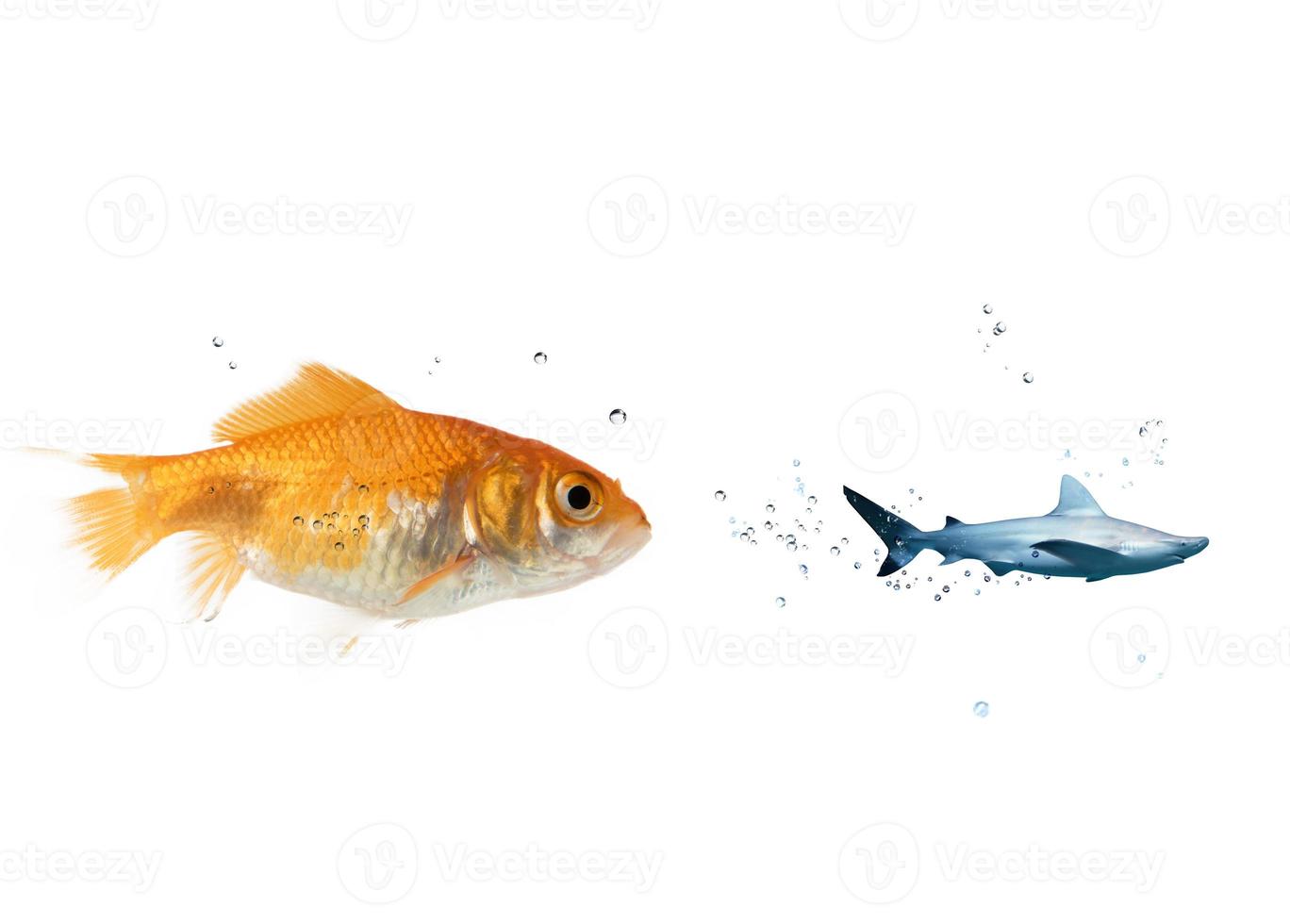 Big goldfish attacks a scared shark in the ocean. concept of bravery photo