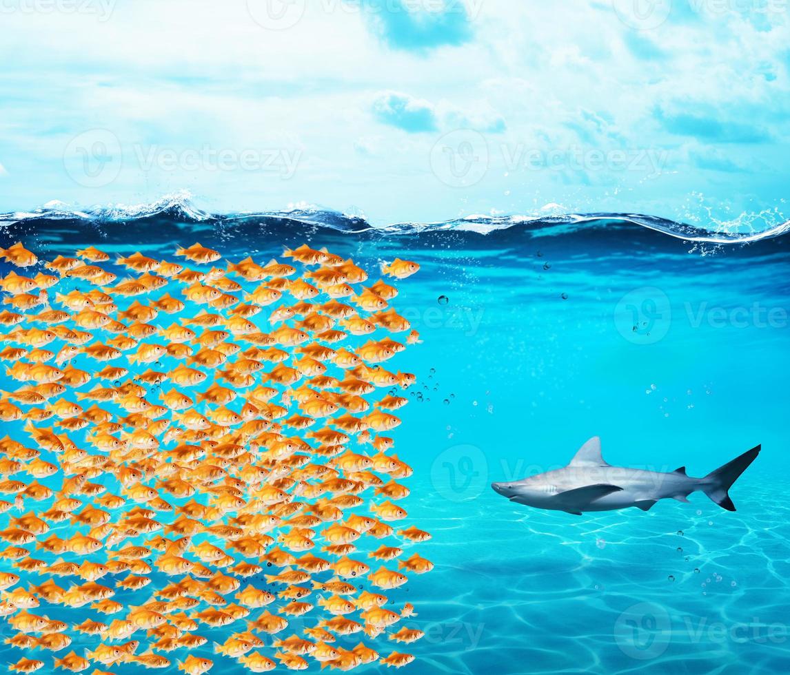 Goldfishes group make a wall against the shark. Concept of unity is strenght, teamwork and partnership photo