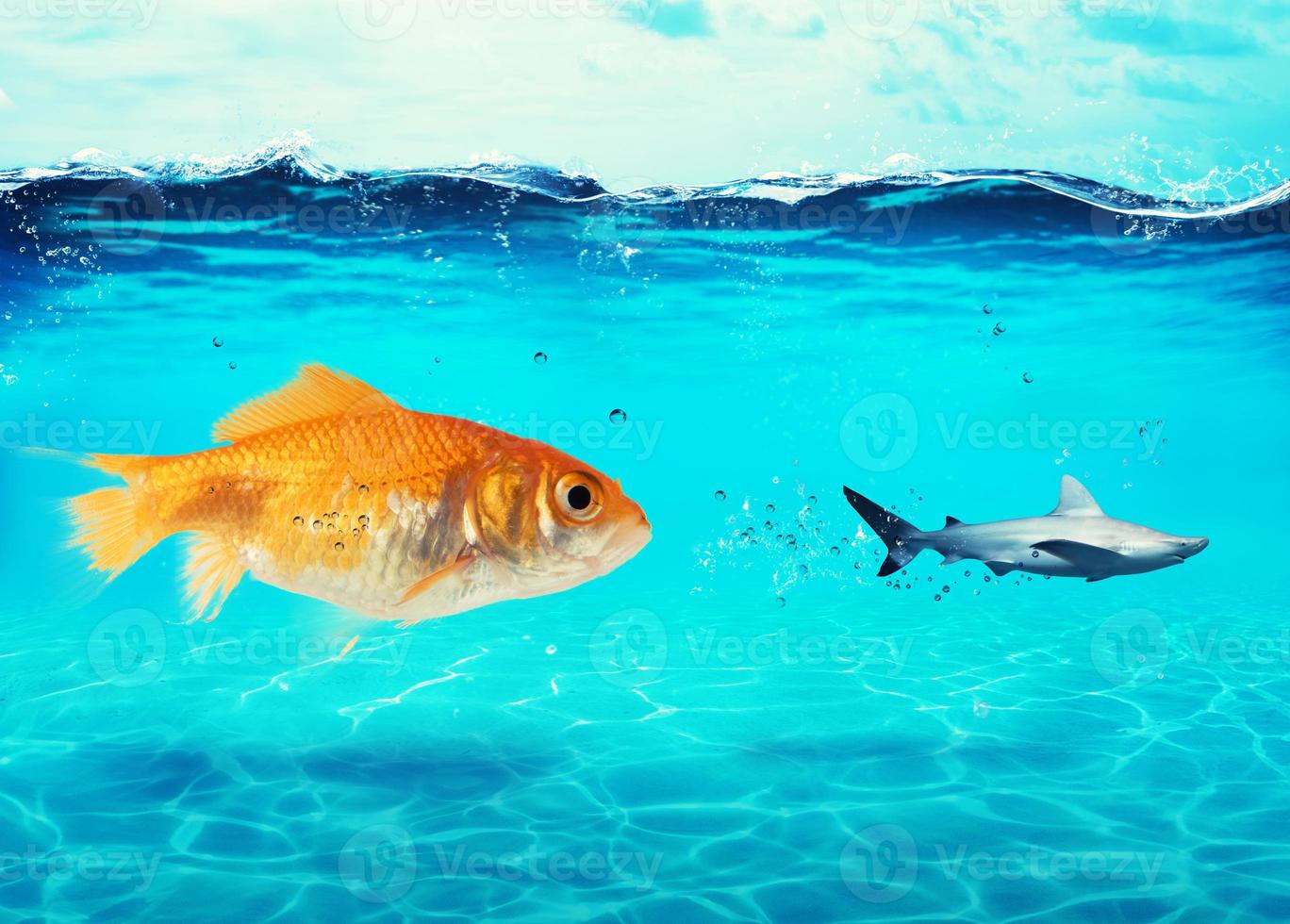 Big goldfish attacks a scared shark in the ocean. concept of bravery photo