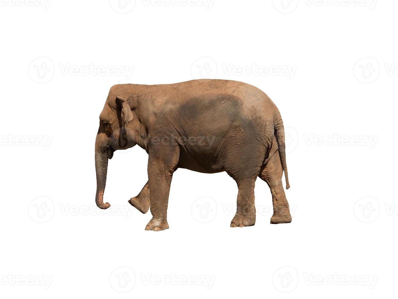 Image of an african elephant , huge pachyderm photo