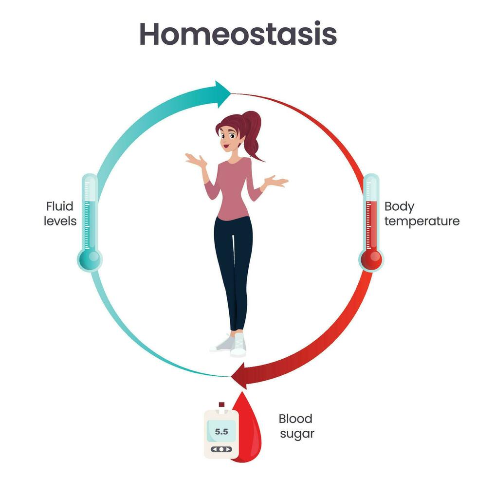 biología homeostasis Ciencias vector ilustración infografía