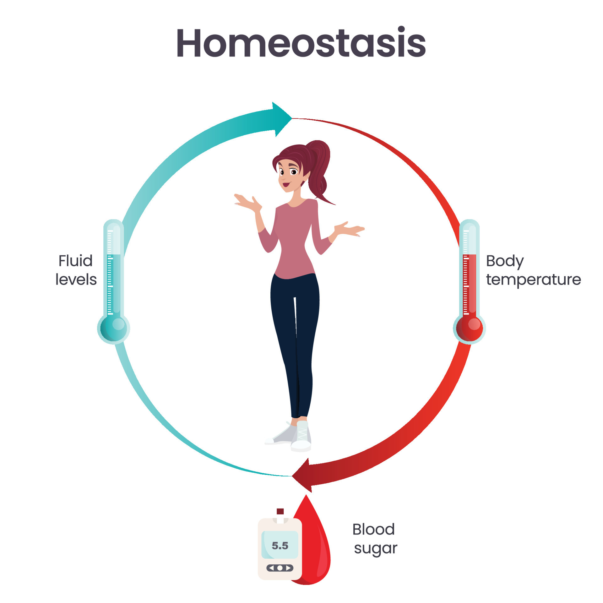 Biology homeostasis science vector illustration infographic 20561283 ...