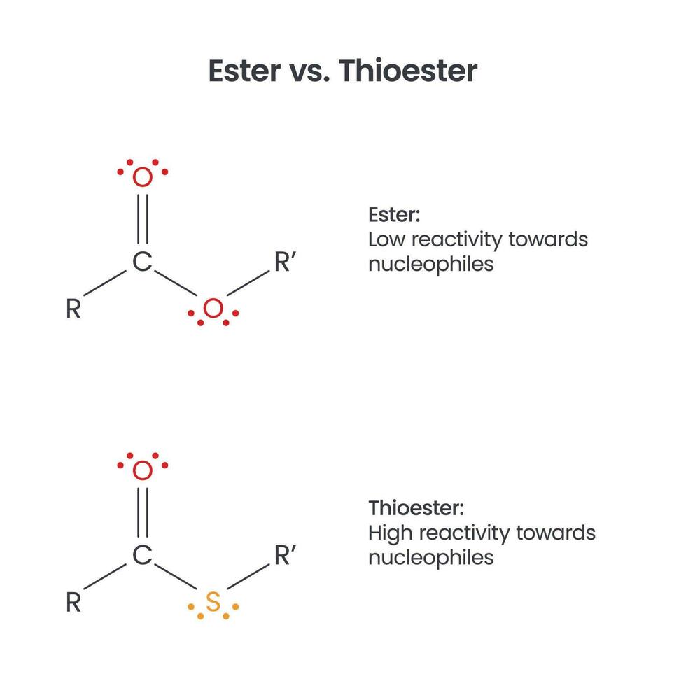 ester versus tioéster bioquímica funcional grupos vector infografía